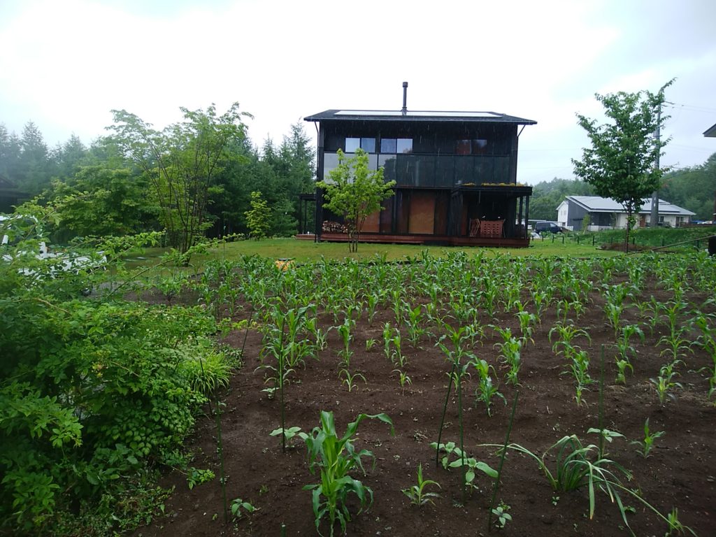 くらす　畑　7月